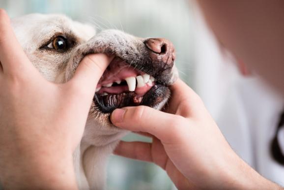 dentition chien