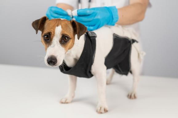 Hospitalisation vétérinaire