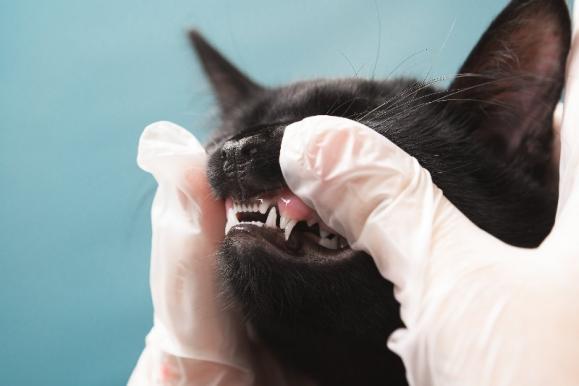 vétérinaire dentiste