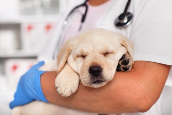 cliniques vétérinaires