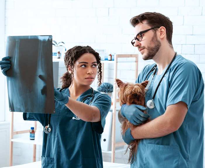 Deux veterinaires avec un chien